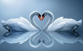 Beautiful Swan Love HD Wallpapers Free Download