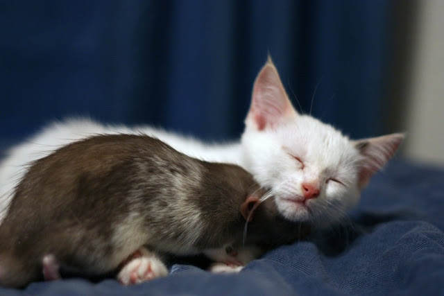 Kitten and rat are best friends, interspecies friends, rat and kitten, rat, kitten