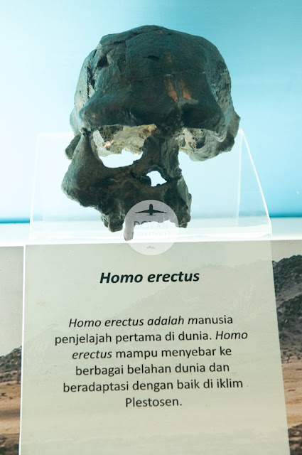 Fosil Homo Erectus