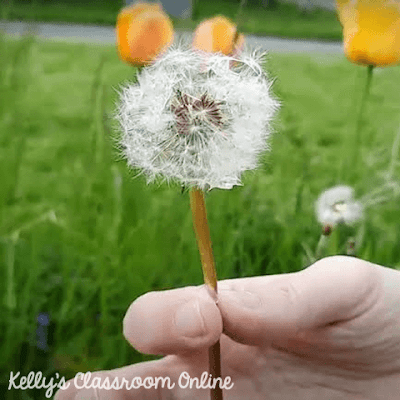 What happens when you dip a dandelion in some water? We tried the dipping dandelions TikTok challenge to find out! Fun STEM activity for all ages. #kellysclassroomonline