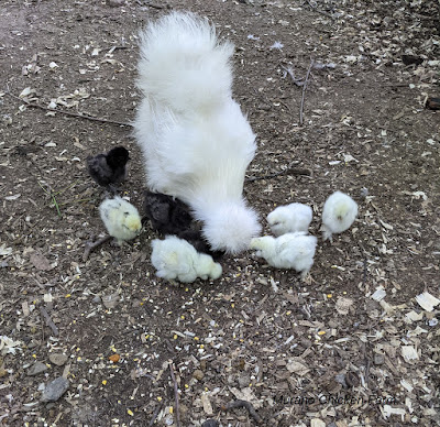 Baby silkie chicks eating treats, scratch outside on the ground.