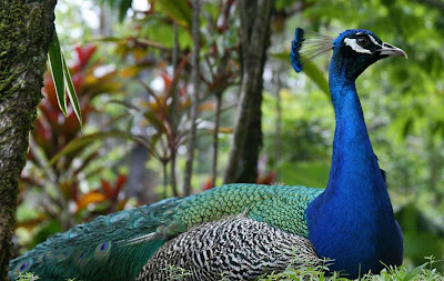 Burung Merak