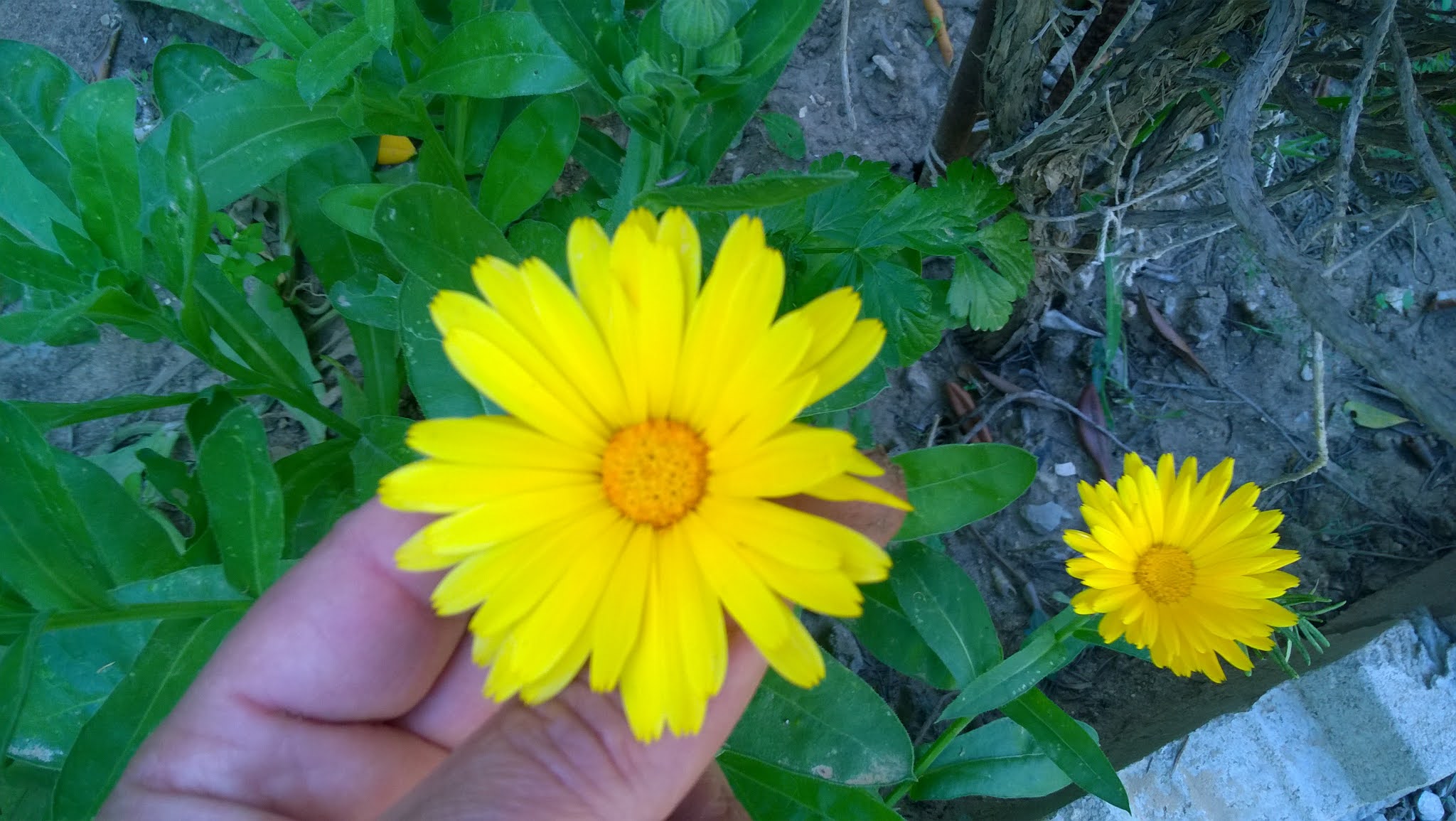 Calendula officinalis also known as pot marigold, repels whitefly from tomato plants, and it also attracts beneficial insects, including ladybirds, lacewings and hoverflies, which prey on aphids.