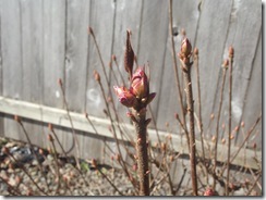 DSCF0252