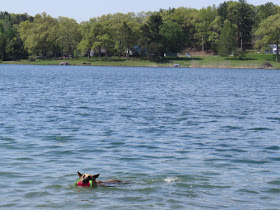 dog swimming in Canfield Lake, Manistee County, Michigan