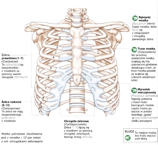 ściąga Z Anatomii Klatka Piersiowa Człowiek I Zdrowie