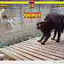 Cats Fight