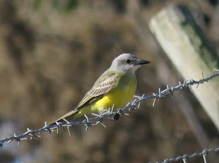 Tropical Kingbird