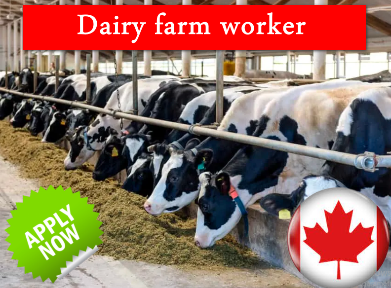 Dairy farm worker $15.65HOUR hourly for 30 to 40 hours per week