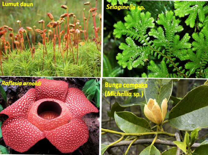 Kumpulan contoh  gambar Contoh  Gambar Flora  Peralihan 