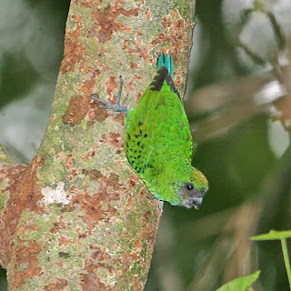 Microloro de las Kai: Micropsitta keiensis