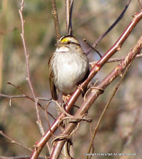 White-throated Sparrow