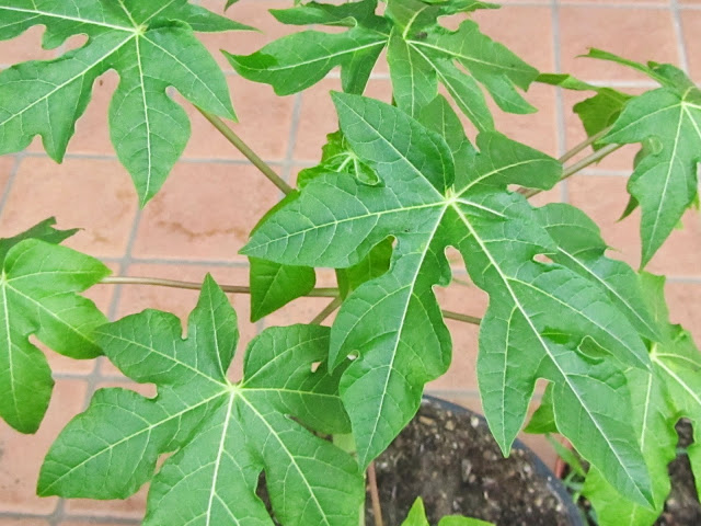 Papaya's leafs