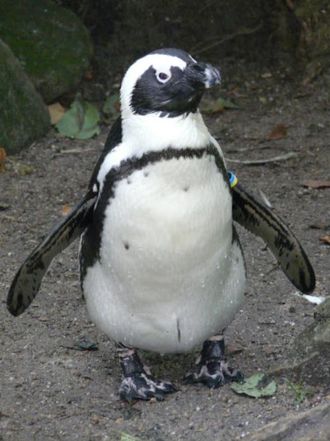 visite du zoo d'Amsterdam