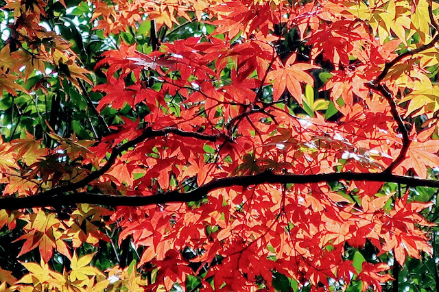 京都 柳谷観音 楊谷寺 紅葉