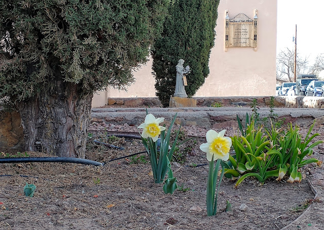 First daffodils of 2023. Old Mesilla near Las Cruces, New Mexico. March 2023. Credit: Mzuriana.