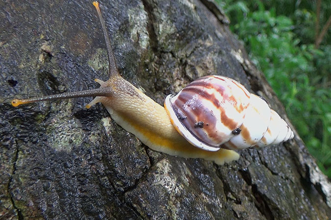 Dlium Beret amphidromus (Amphidromus perversus)