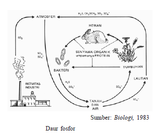 Pengertian dan Proses Daur Biogeokimia