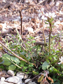 Cuckoo Flower