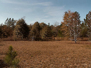 Those trees are about halfway to the edge of the woods