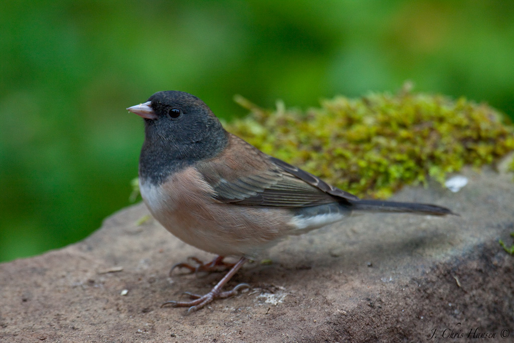 Chris The Photog: Backyard Birds