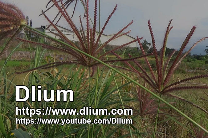 Dlium Finger grass (Chloris Barbata)