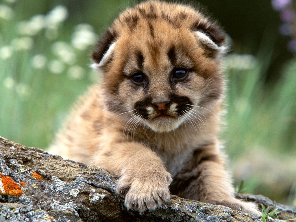 Funny wallpapers|HD wallpapers: cute baby tigers