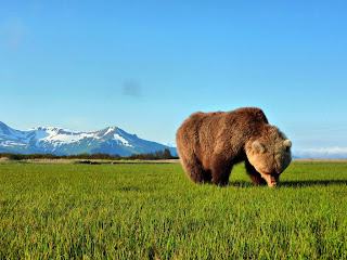 Brown Bear Wallpaper