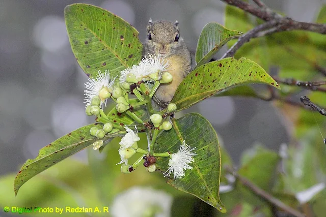 Himalayan Striped Squirrel (Tamiops macclellandi)