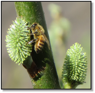Weidenkätzchen mit Biene