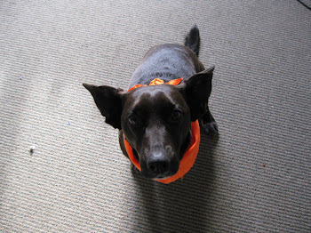 Meet Ruby at the Studio
