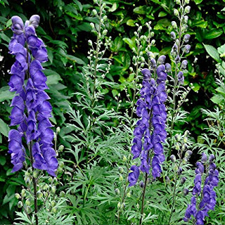 একোনাইট নেপিলাস ( Aconitum Napellus ) [ মঙ্কস্ হুড্ নামক গাছ ] 