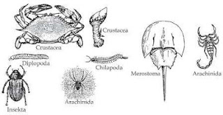Ciri ciri dan apa  itu  Hewan  Arthropoda Bplue