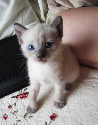 seal point siamese kittens