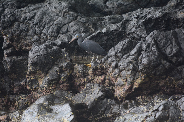 Egretta sacra