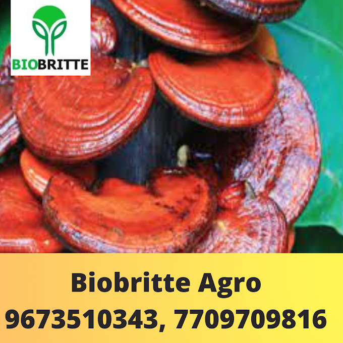 Scope Of Reishi Mushroom In Dakhira| Buy Ganoderma Mushroom Spawns In Qatar | Biobritte Mushroom Exporter.