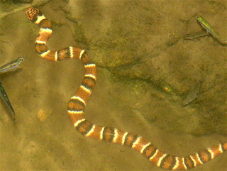 Hydrodynastes gigas, False Water Cobra