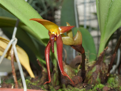 Bulbophyllum levanae care and culture