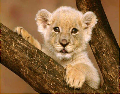 blissfully-cute-baby-animals-lion-cub