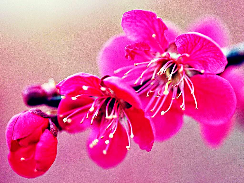 Gambar Wallpaper Bunga Sakura Jepang Cantik Caption Instagram