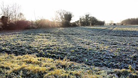 midwinter frost in Norfolk countryside