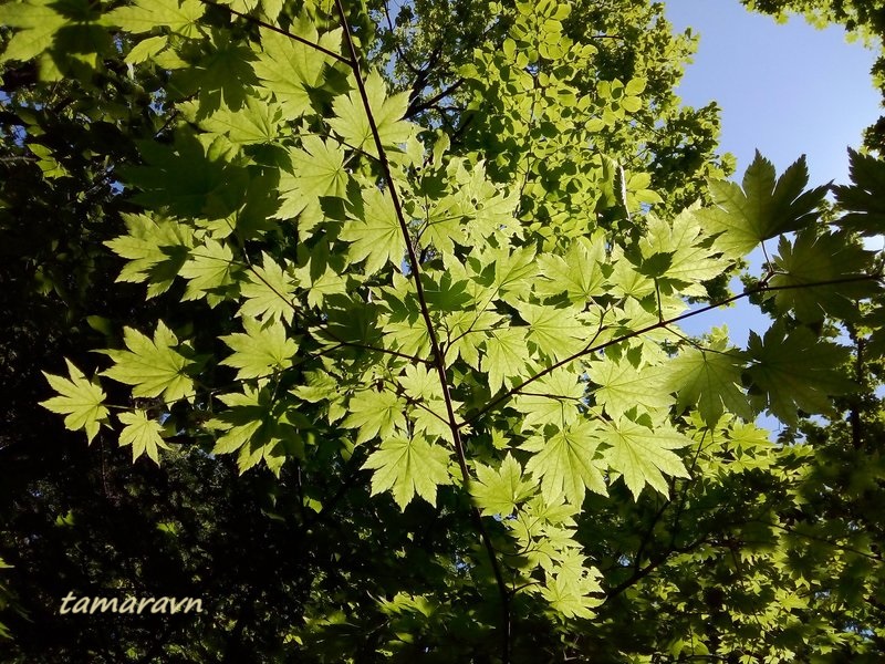 Клён ложнозибольдов (Acer pseudosieboldianum)