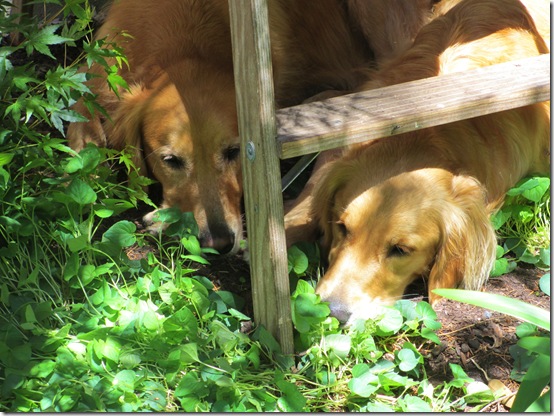 DogsUnderLadderJune2013