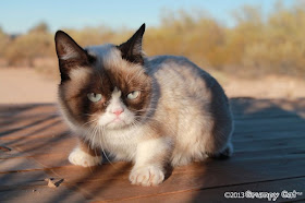 nama asli grumpy cat