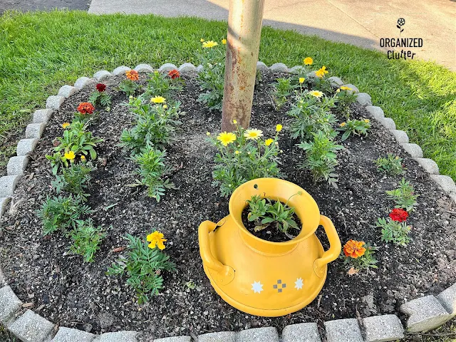 Planting day in a small garden with marigolds, calendulas, sunflowers, and annual phlox.