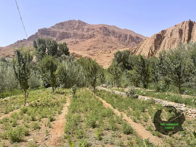 Agricultural Farm in Todgha Valley at Tinerhir Oasis, Atlas Mountains, Morocco, Africa