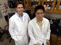 Caption: In a Johns Hopkins chemical and biomolecular engineering lab, Justin Hanes, an associate professor, and doctoral student Samuel K. Lai tested coated nanoparticles that could deliver medications through the body's sticky mucus layers. Credit: Will Kirk/JHU, Usage Restrictions: None.