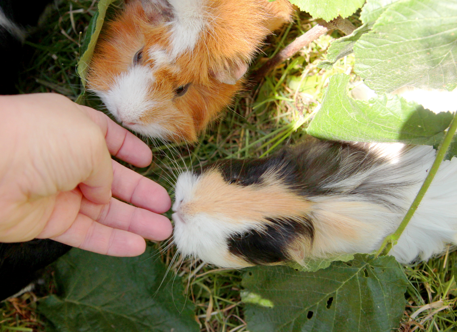 Lustige witzige Meerschweinchen Bilder Meerschweinchenbilder 