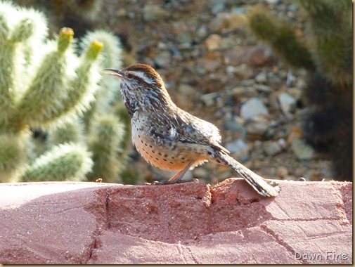 Desert museum_033