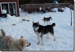 Snow Day Dogs
